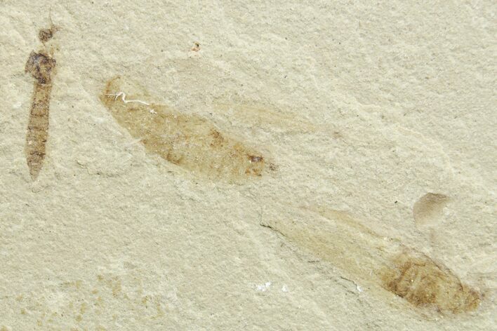 Eocene Fossil Cricket and Crane Fly - Green River Formation #368754